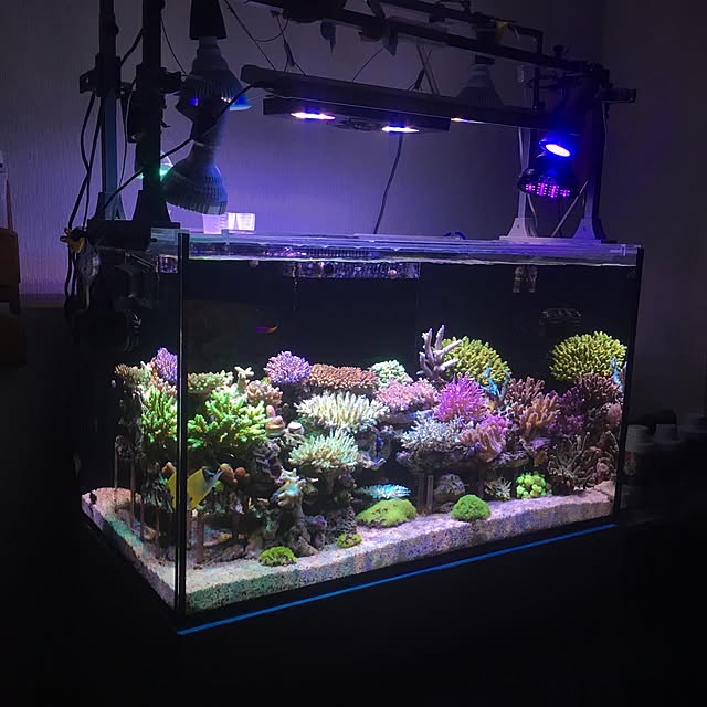 aquarium_seaさんの実例写真