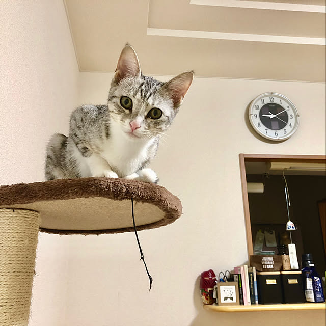 Honamiさんの実例写真