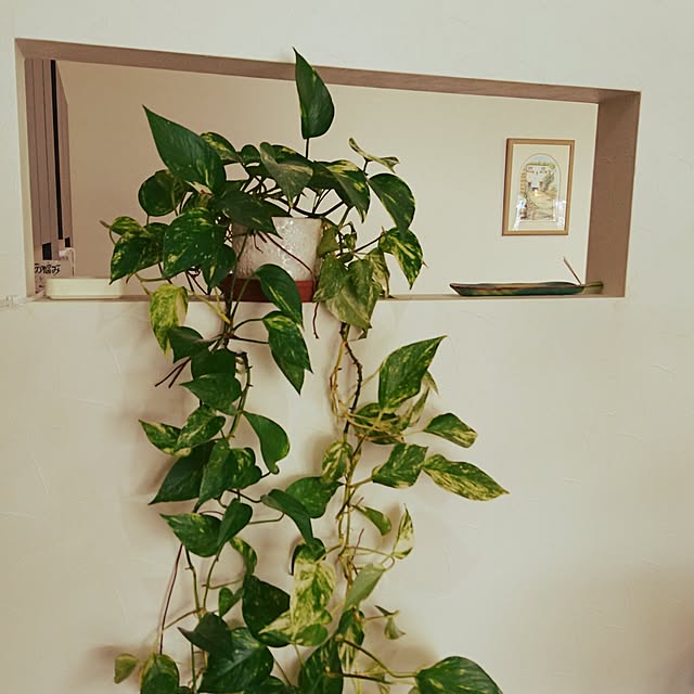 壁/天井/観葉植物のインテリア実例 - 2016-09-11 11:36:31