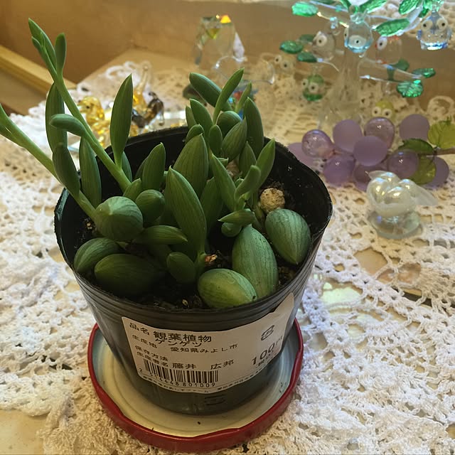 satsukiさんの実例写真