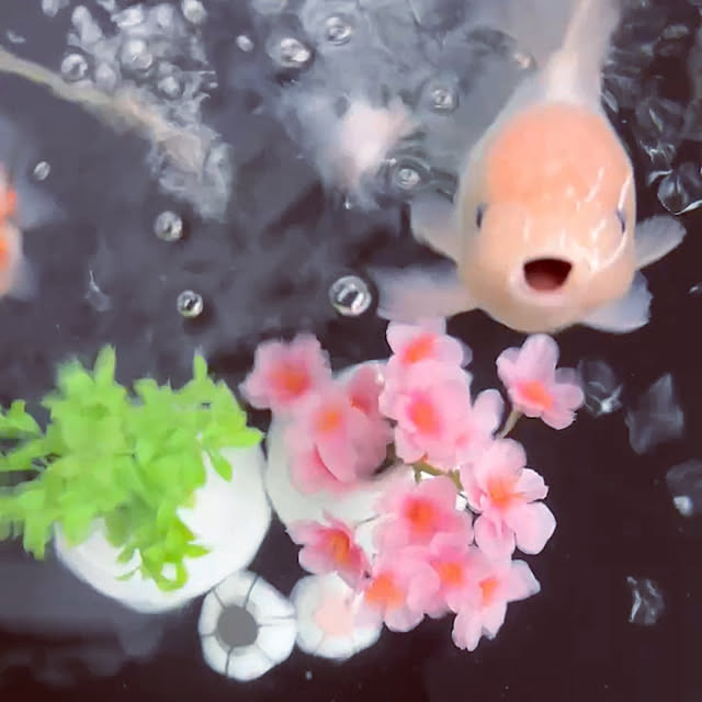 tomatoさんの部屋