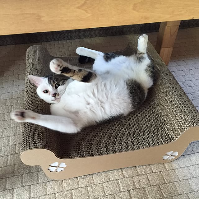 yocchiさんの実例写真