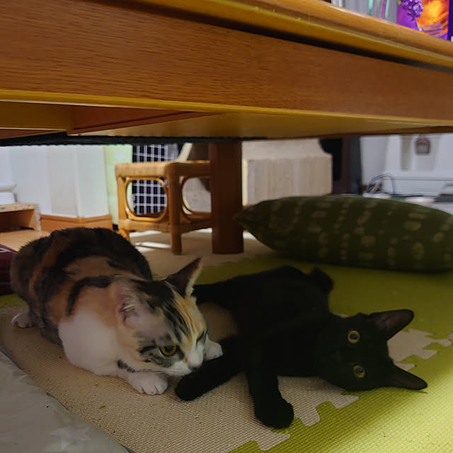 shinobuさんの実例写真