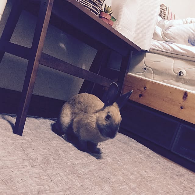 Akariさんの実例写真