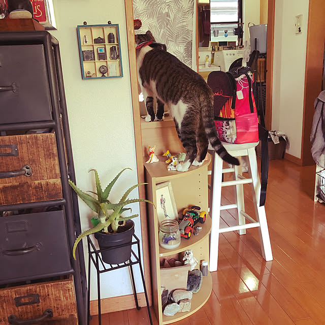 jijiさんの実例写真