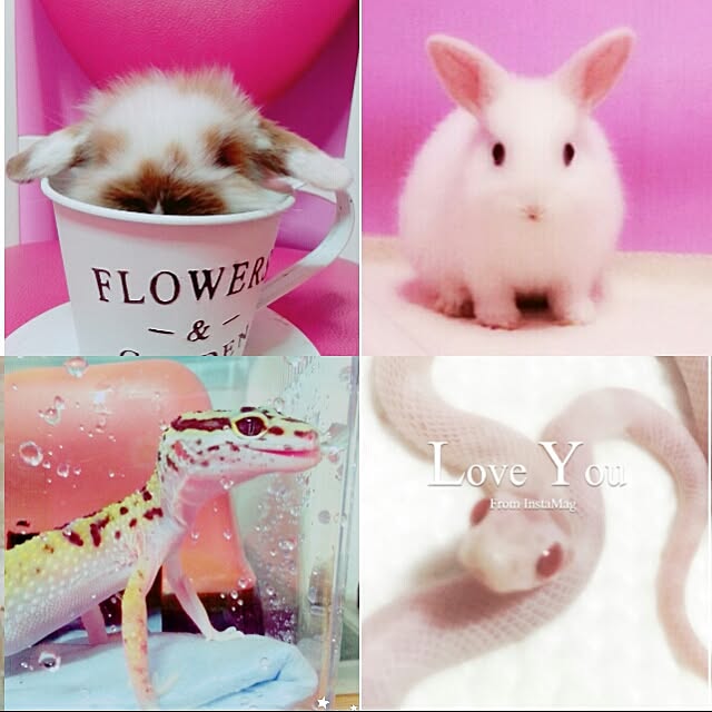potetoさんの実例写真