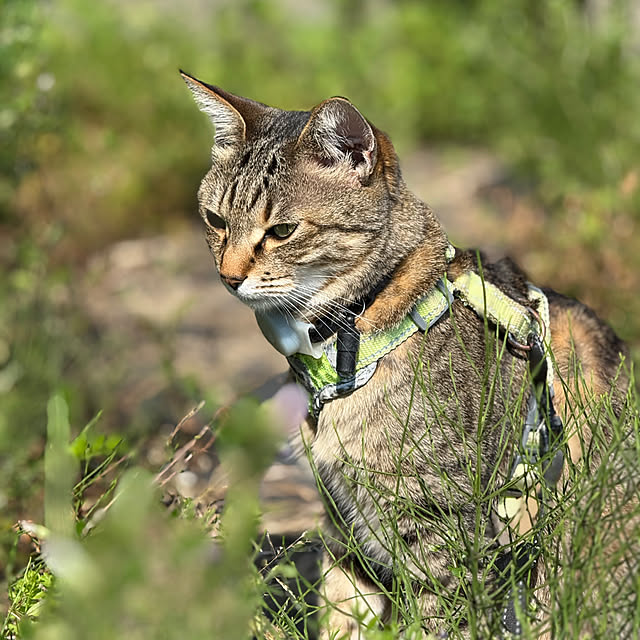 玄関/入り口/猫と散歩/ねこのいる日常/にゃんずとの生活/にゃんずの写真...などのインテリア実例 - 2025-06-03 10:21:01