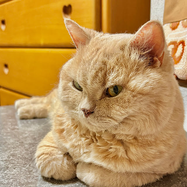 naokoさんの実例写真