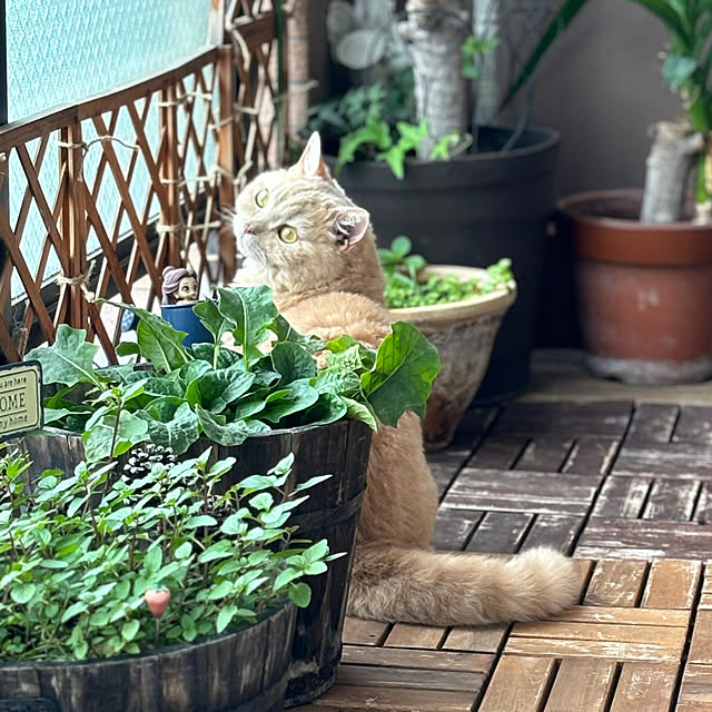 naokoさんの実例写真