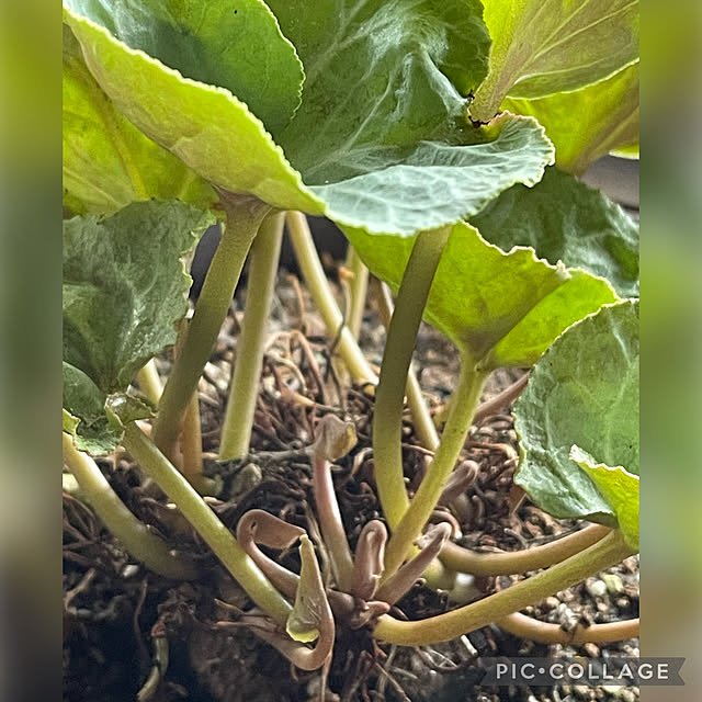 buchiさんの実例写真
