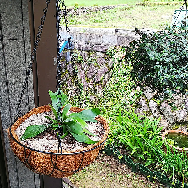 玄関/入り口/観葉植物のある暮らし/築150年以上/花より葉っぱ系が好き/田舎暮らし...などのインテリア実例 - 2019-07-06 09:24:21