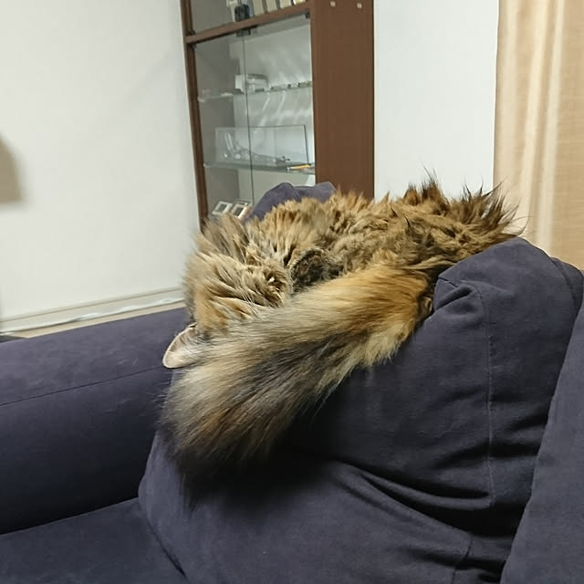 nekomajinさんの実例写真