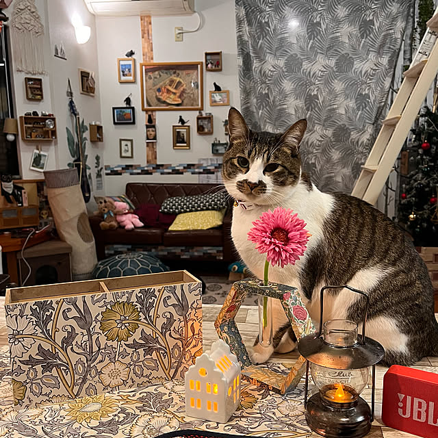 jijiさんの実例写真