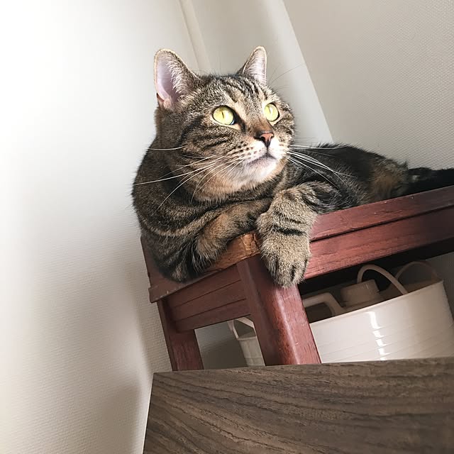 mikomaruさんの実例写真