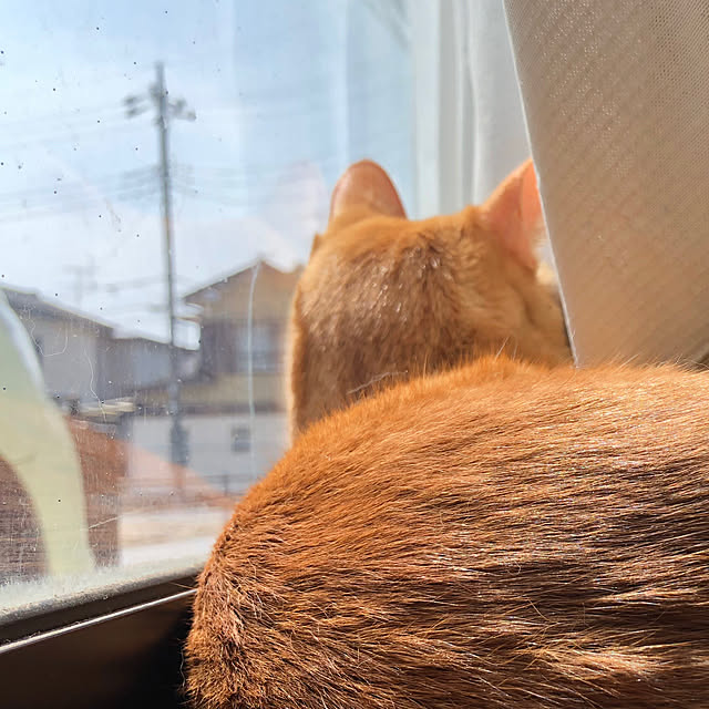 yoshi-yoshiさんの実例写真