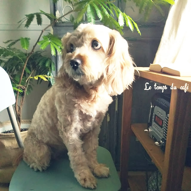 lienさんの実例写真