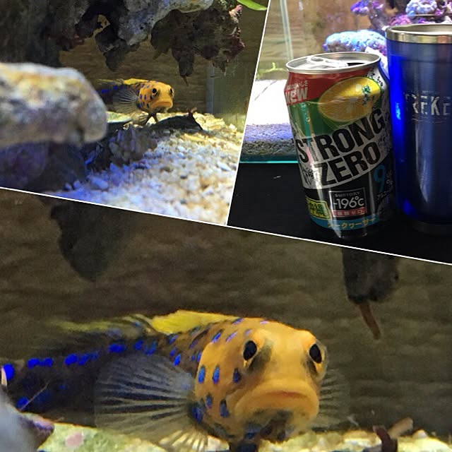 aquarium_seaさんの実例写真