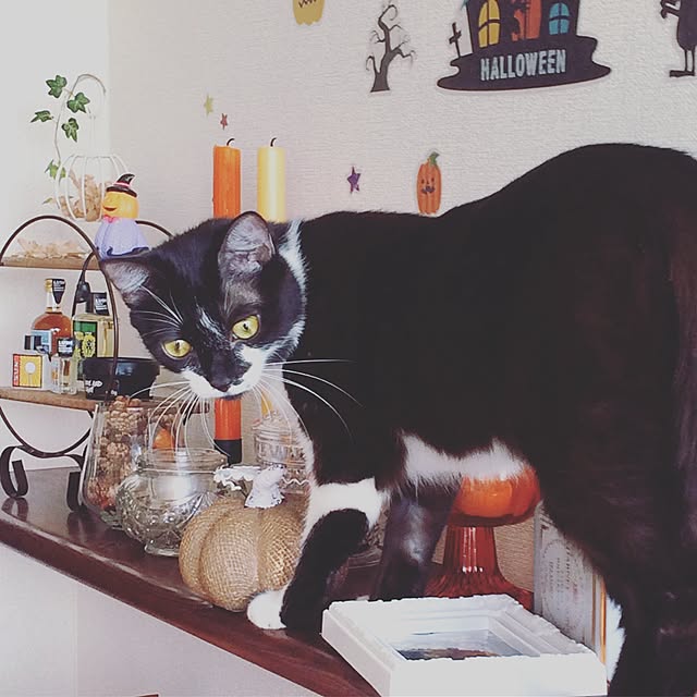 kitさんの実例写真