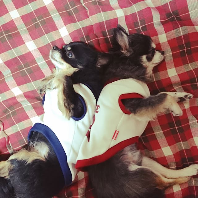 lovepeaceさんの実例写真
