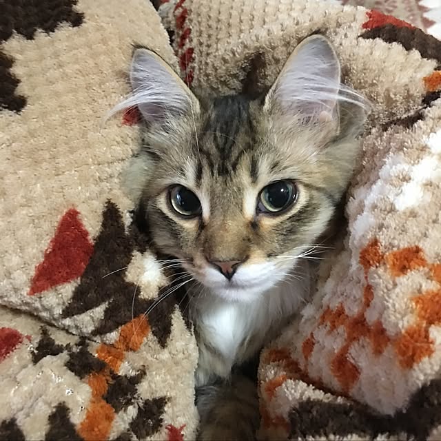 CATさんの実例写真