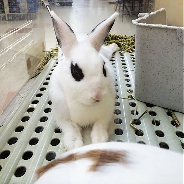 SayaMustangさんの実例写真