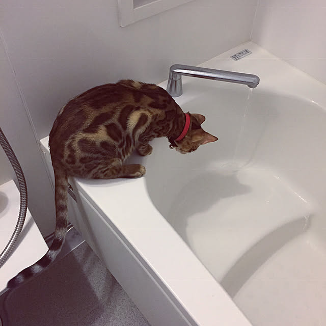 iranさんの実例写真