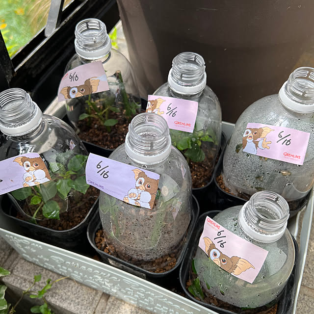 kurumeruさんの部屋
