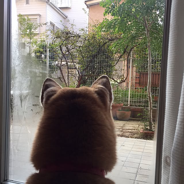 shizu2380さんの実例写真