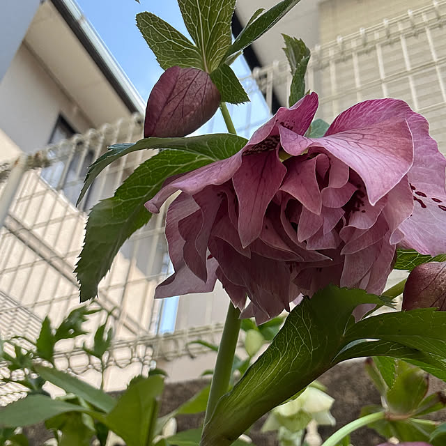 chIoeさんの実例写真