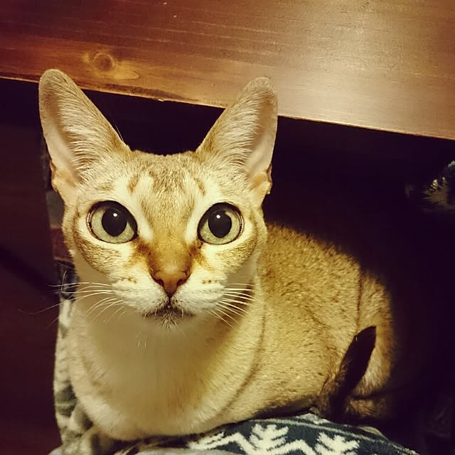Jcさんの実例写真