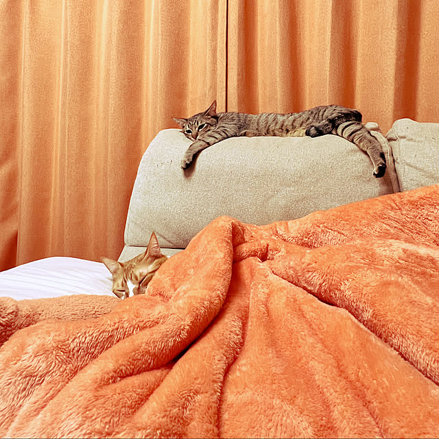 cat5さんの実例写真