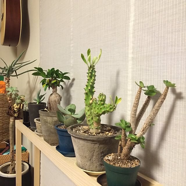 実例写真