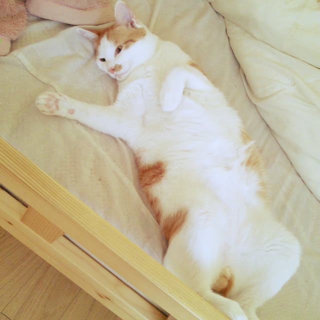 pouさんの実例写真