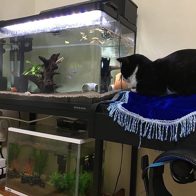 nekoさんの実例写真