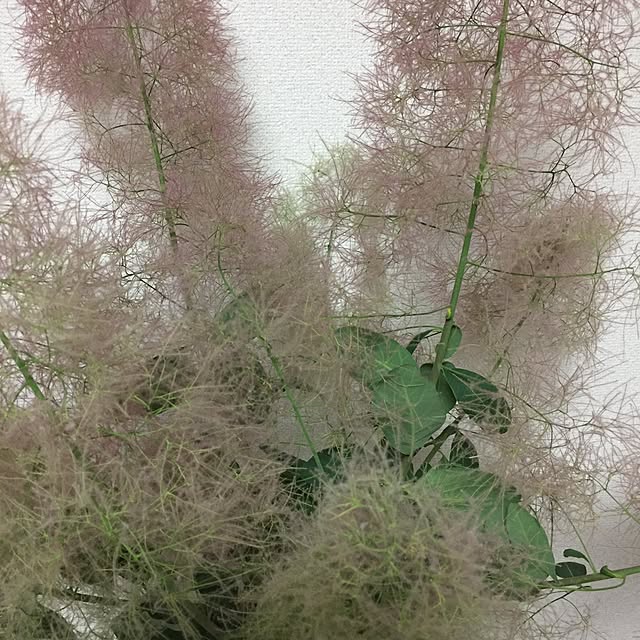 niconicoさんの実例写真