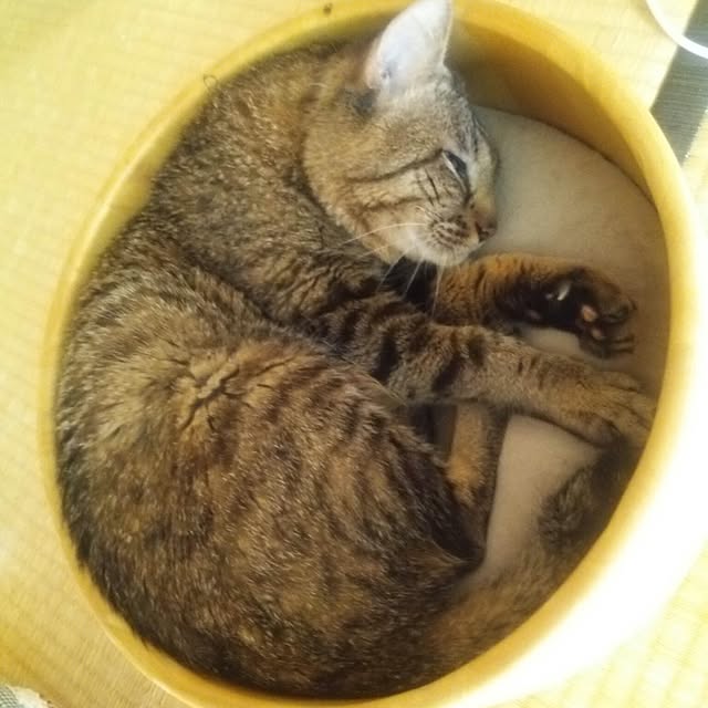 kittenblueさんの実例写真