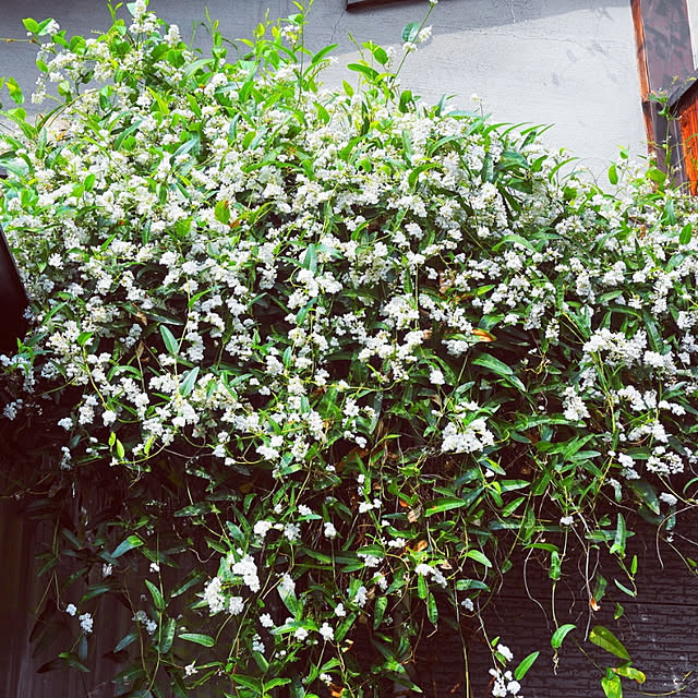 aromameさんの実例写真