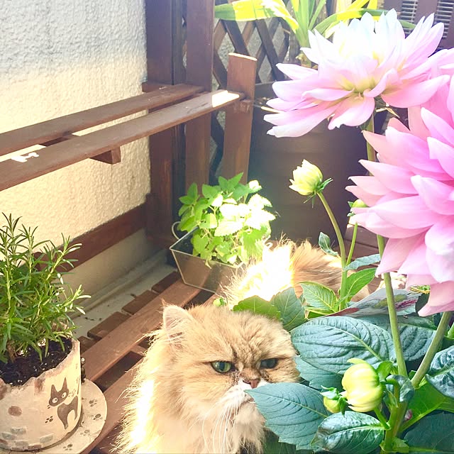 miyapp.hiroppさんの実例写真