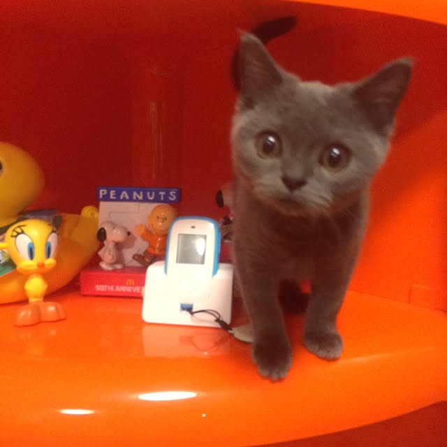 Shojiさんの実例写真