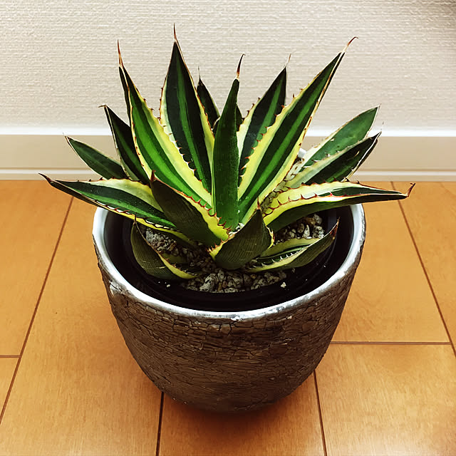 T..K..Y..さんの実例写真