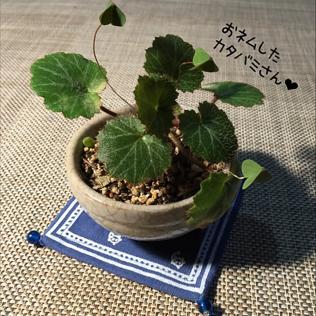 satochanさんの実例写真