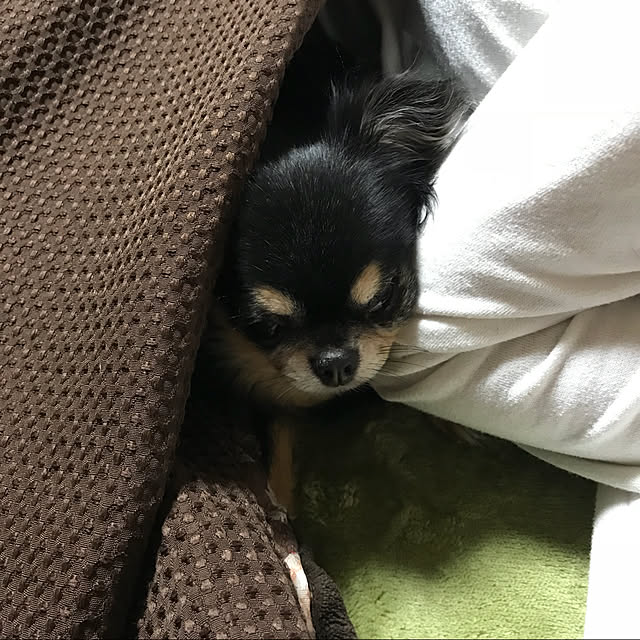 Chipさんの実例写真