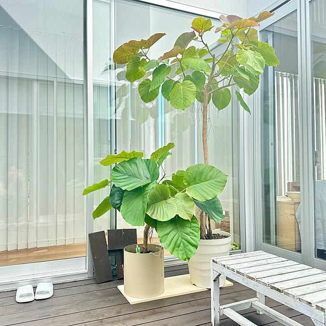 玄関/入り口/ウンベラータ/中庭のある家/観葉植物のある暮らしのインテリア実例 - 2024-07-21 09:53:55