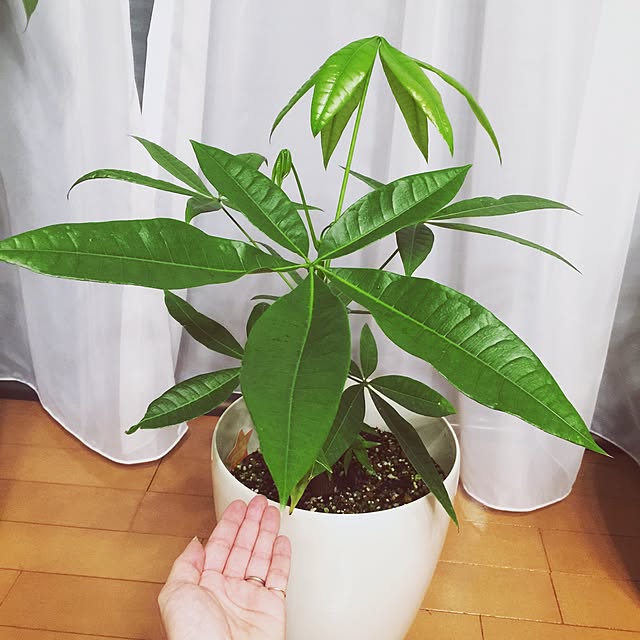 MUNKO_ayuさんの実例写真
