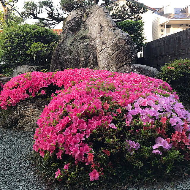 実例写真