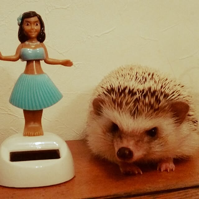 kuruさんの実例写真
