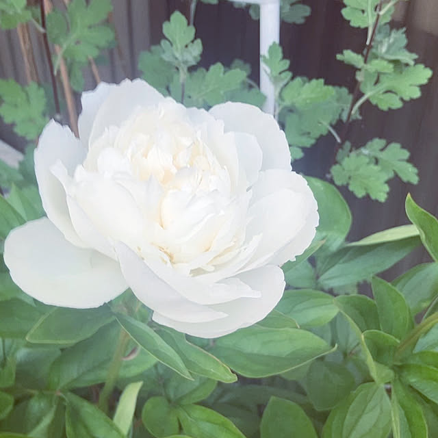 flowerさんの部屋