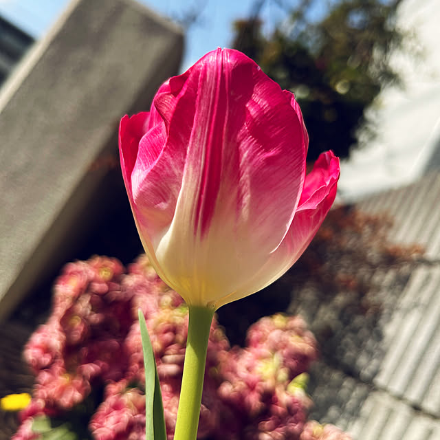 yukarin-gardenさんの実例写真
