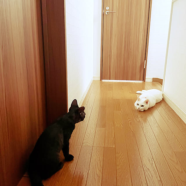 Maiさんの部屋