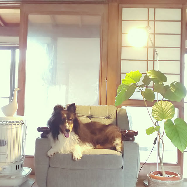 --rnrmm--さんの実例写真